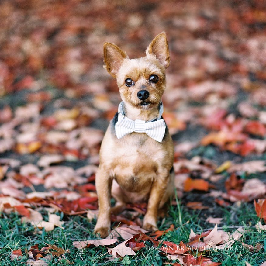 couple's dog at fairmount park engagement session