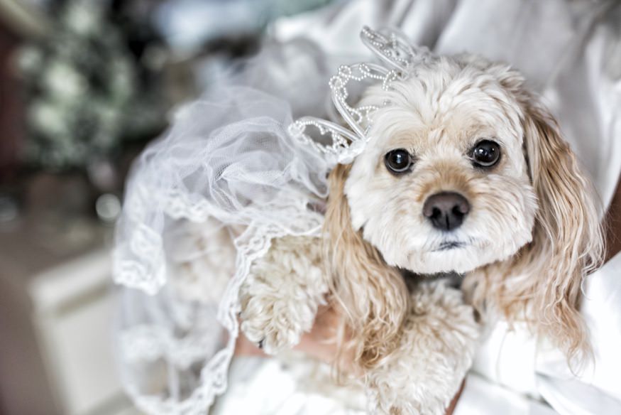 Diana and Todd wedding, best of 2017 New Jersey and Philadelphia by Jordan Brian