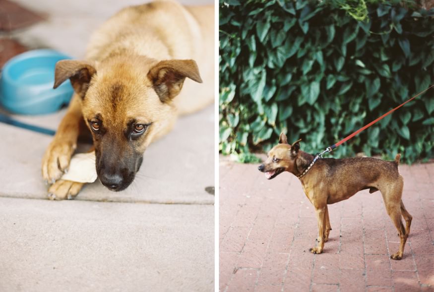 dog looking up at owner on a DC street corner, candid film photography