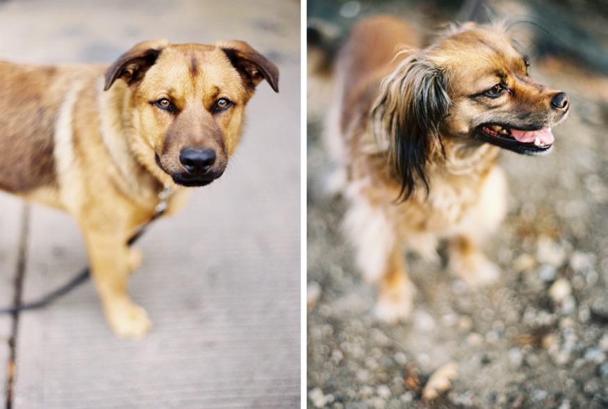 dog in motion on a Washington DC street, film photography by Jordan Brian