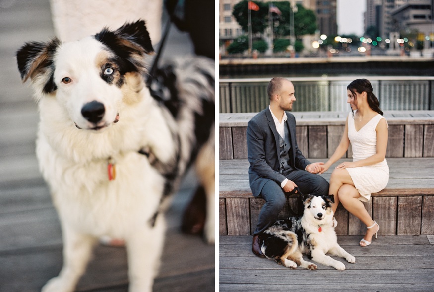 Watson the dog with two different color eyes — one blue, one brown — during the engagement session.