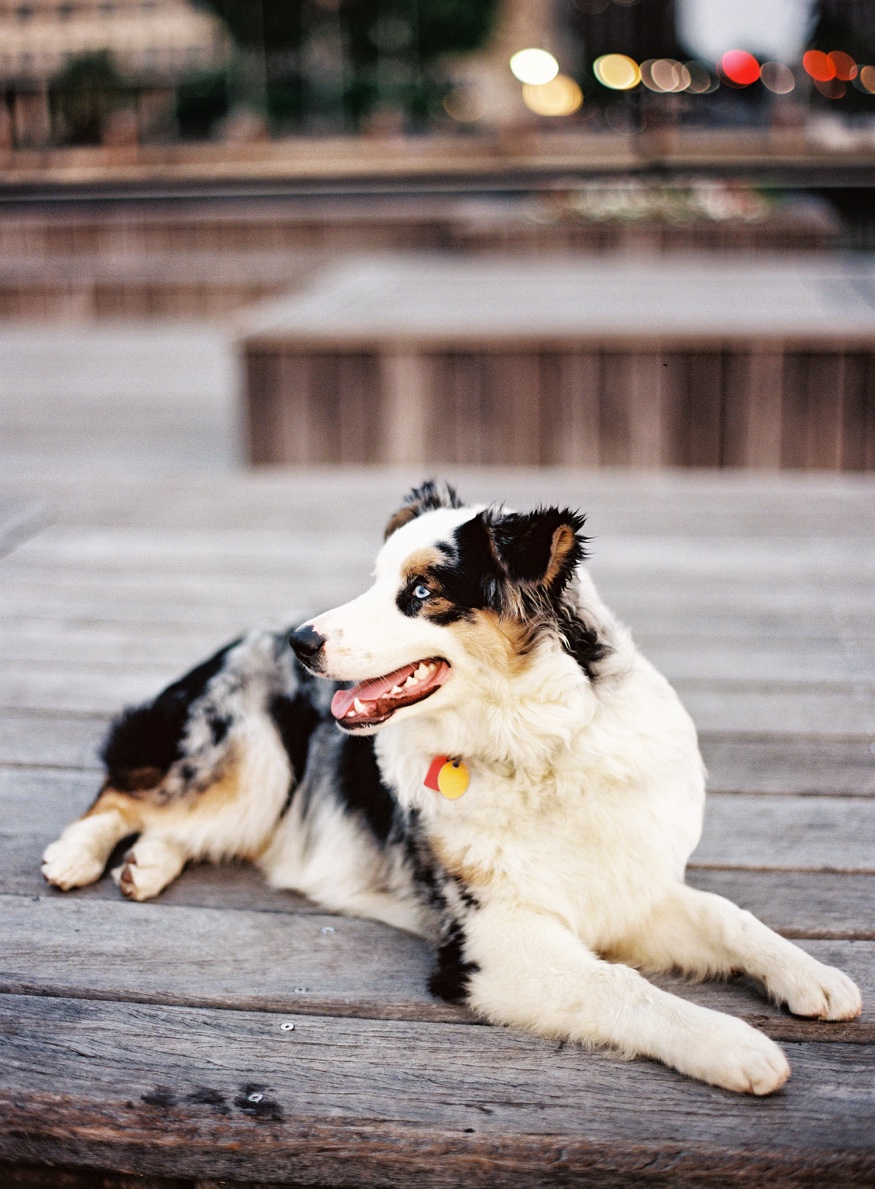 Thomas and Elina with their dog Watson along the Jersey City waterfront.