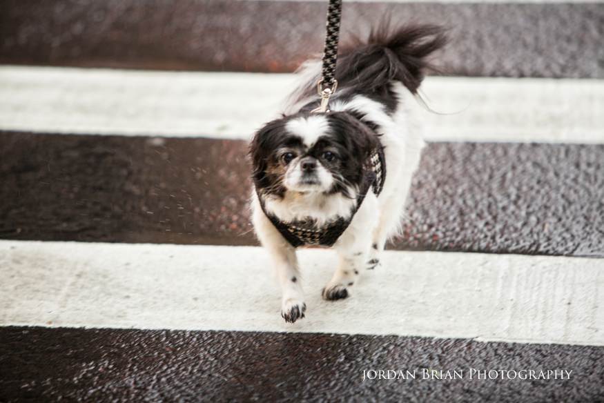 couples dog at their new york city engagement session