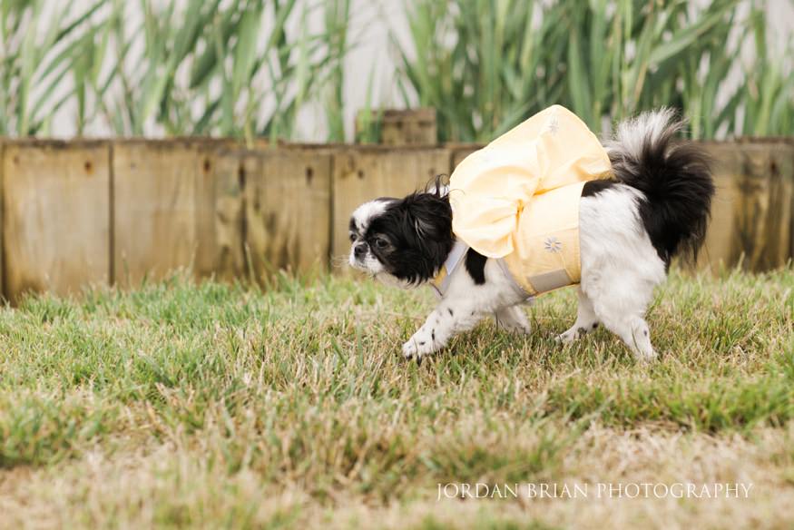 couple's dog at rehoboth beach country club wedding