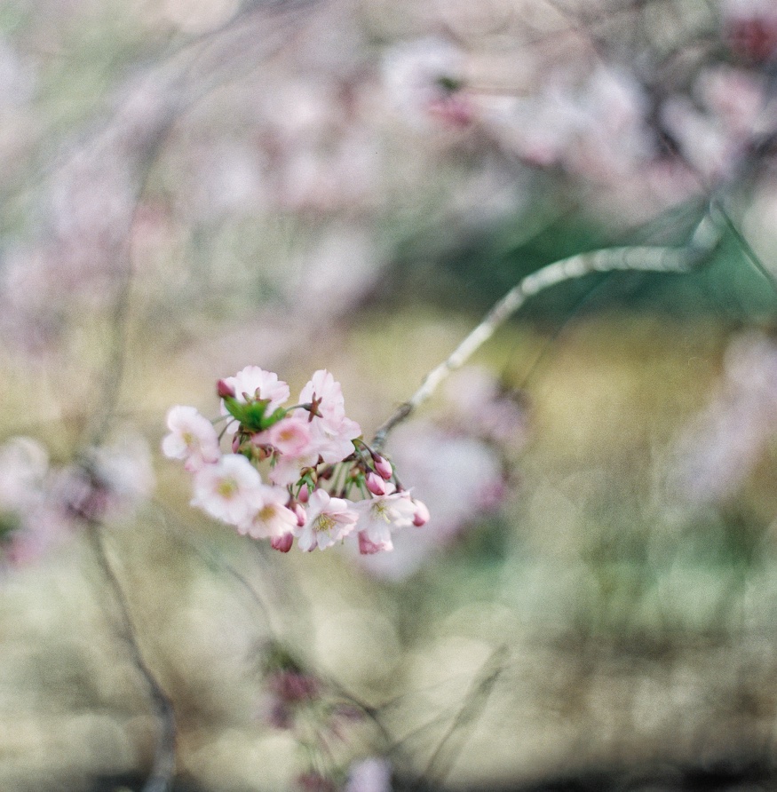 Cherry Blossoms at Brooklyn Botanic Garden wedding.