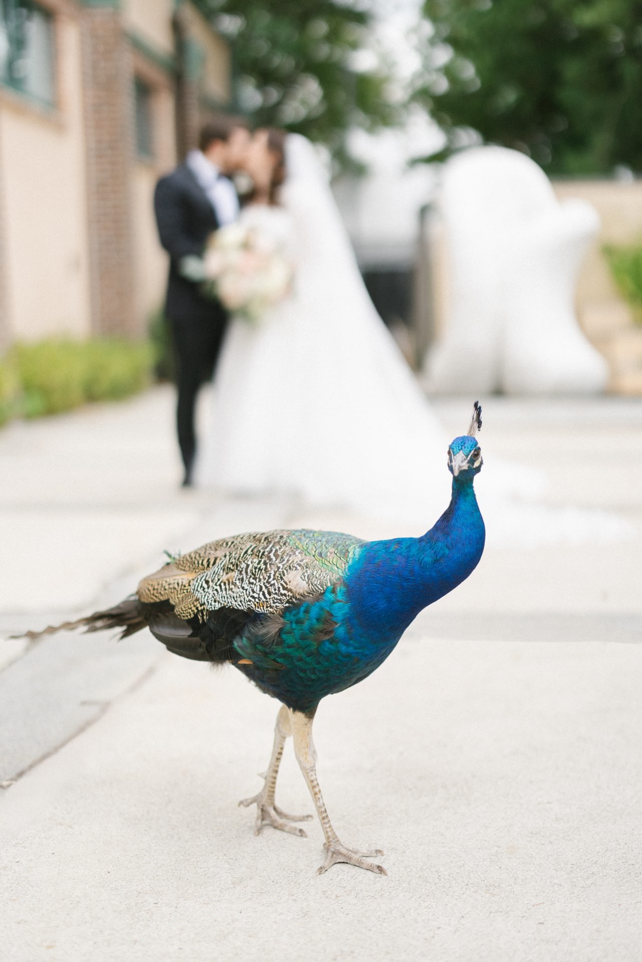 Peacock roaming the grounds with couple kissing behind at Grounds for Sculpture wedding venue Hamilton NJ