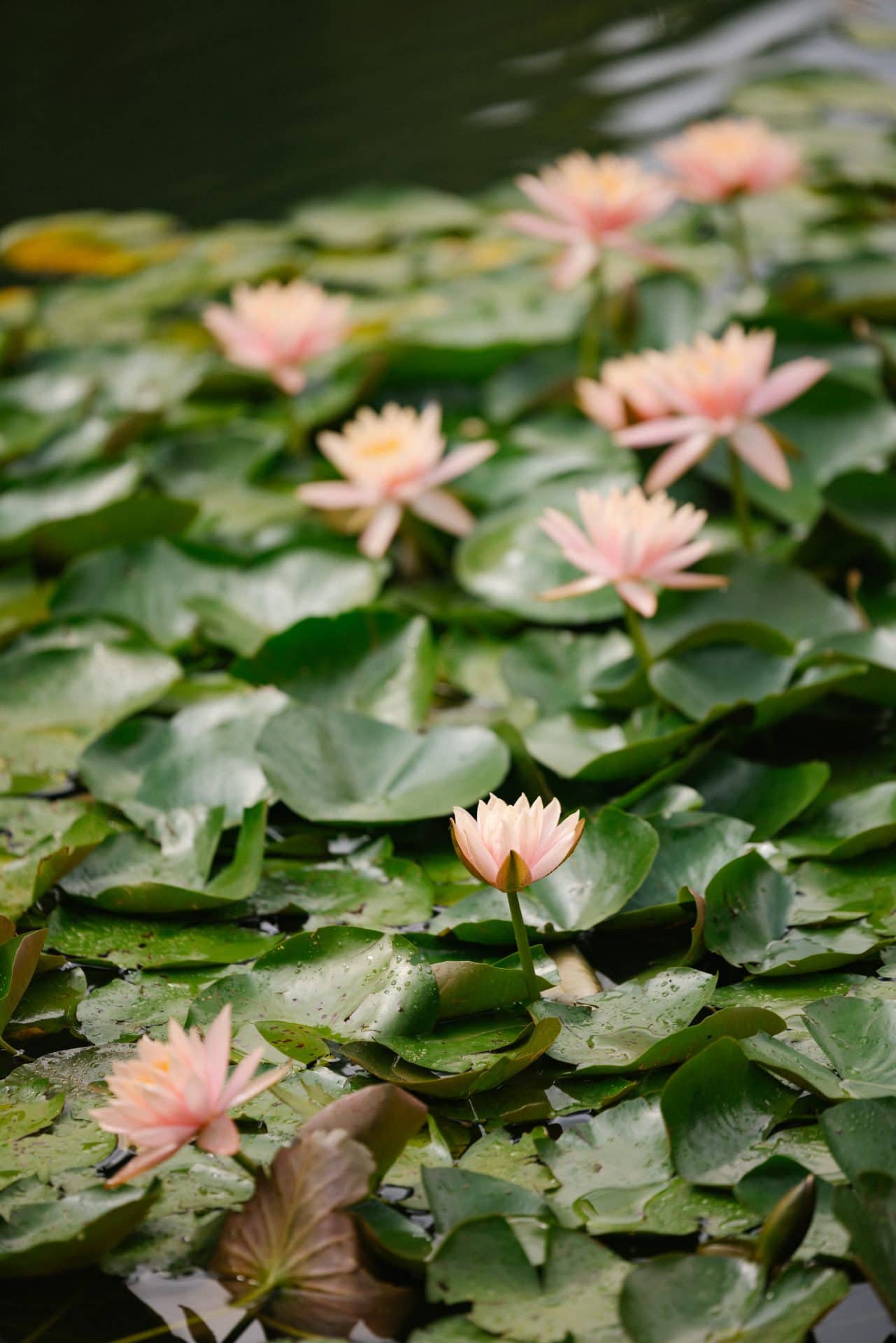 Pink water lilies blooming on the pond at Grounds for Sculpture wedding venue Hamilton NJ
