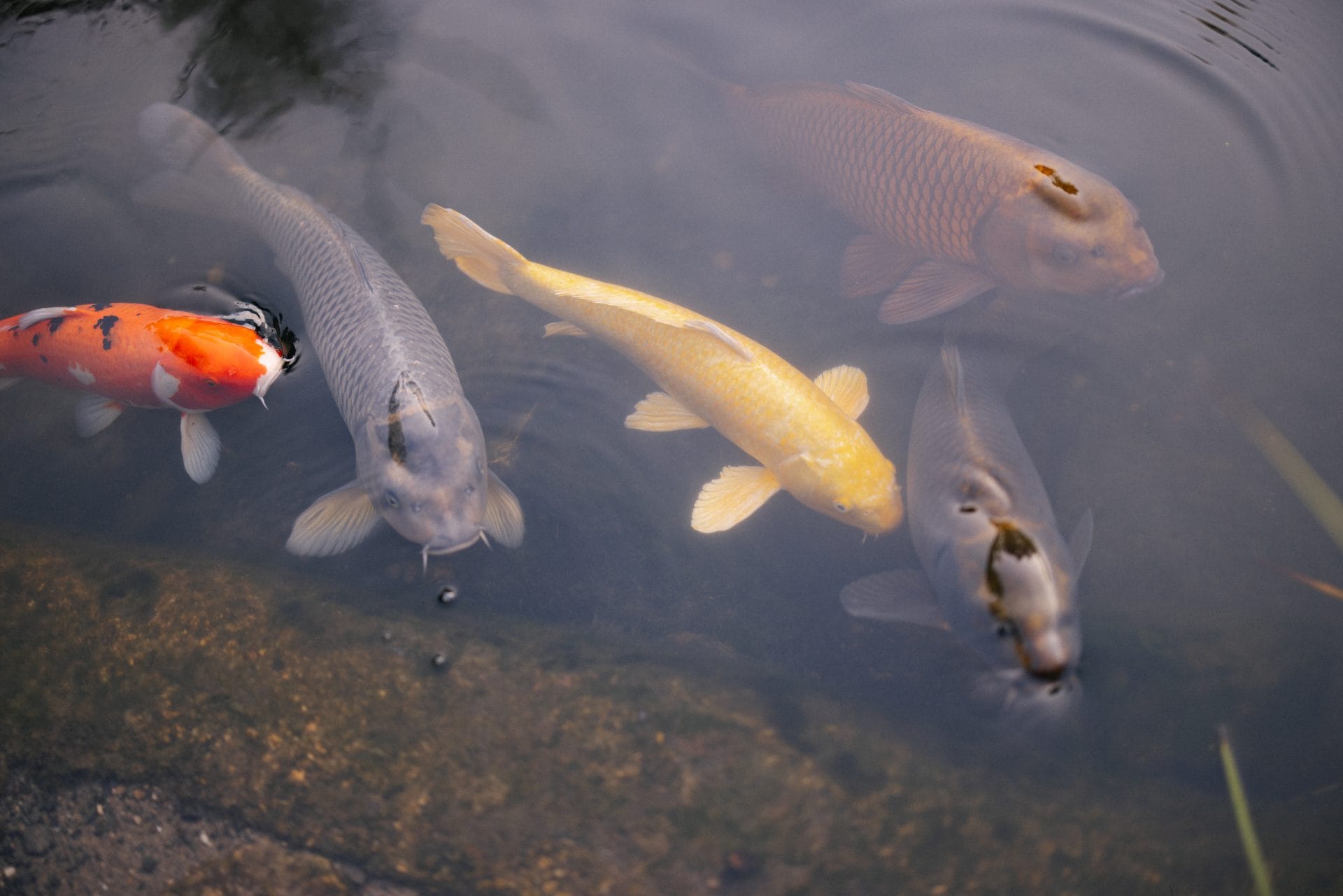 Koi fish swimming in the pond at Grounds for Sculpture wedding venue Hamilton NJ
