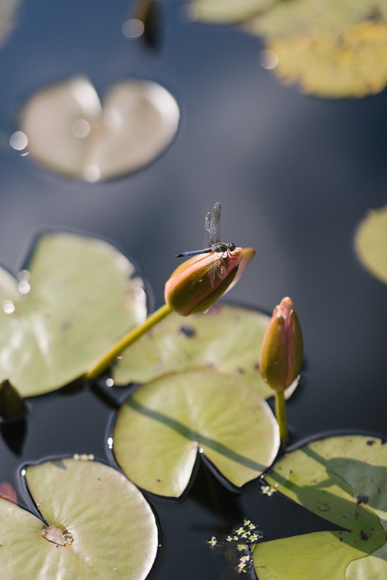 Dragonfly resting on a lily bud at Grounds for Sculpture wedding venue Hamilton NJ