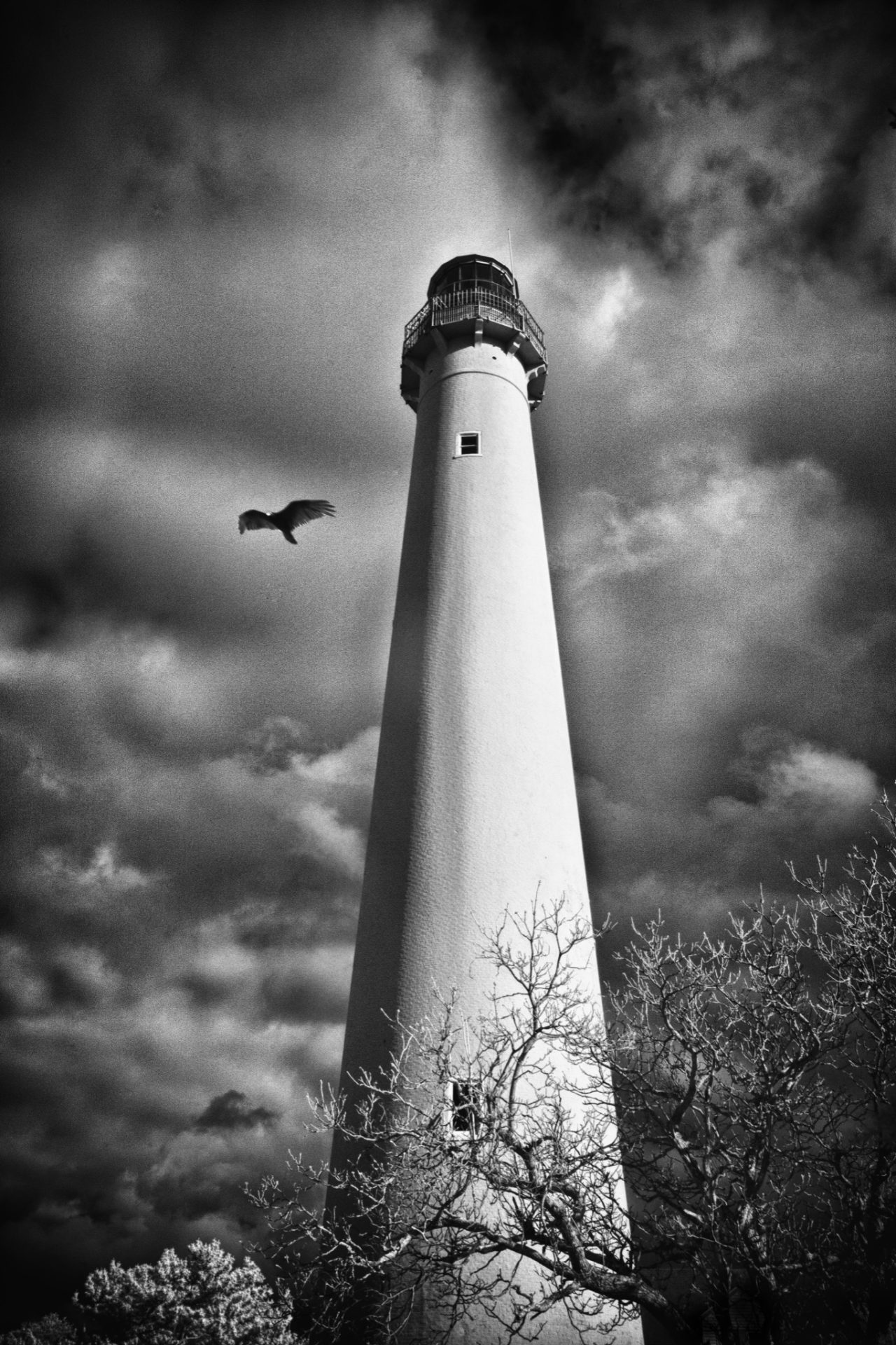 Cape May Lighthouse in dramatic black and white with a bird flying past the tower