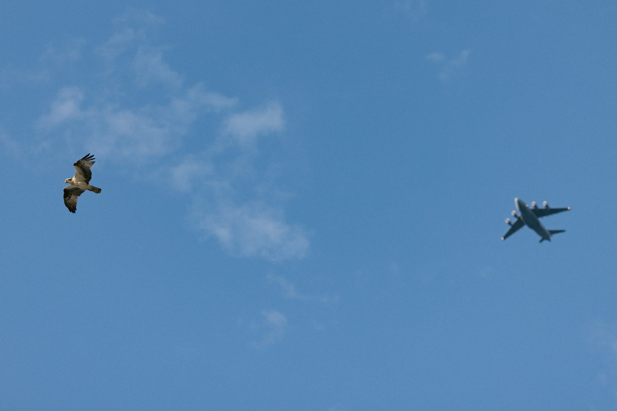 An osprey flying over the Manasquan Inlet jetty in Point Pleasant Beach NJ before the proposal
