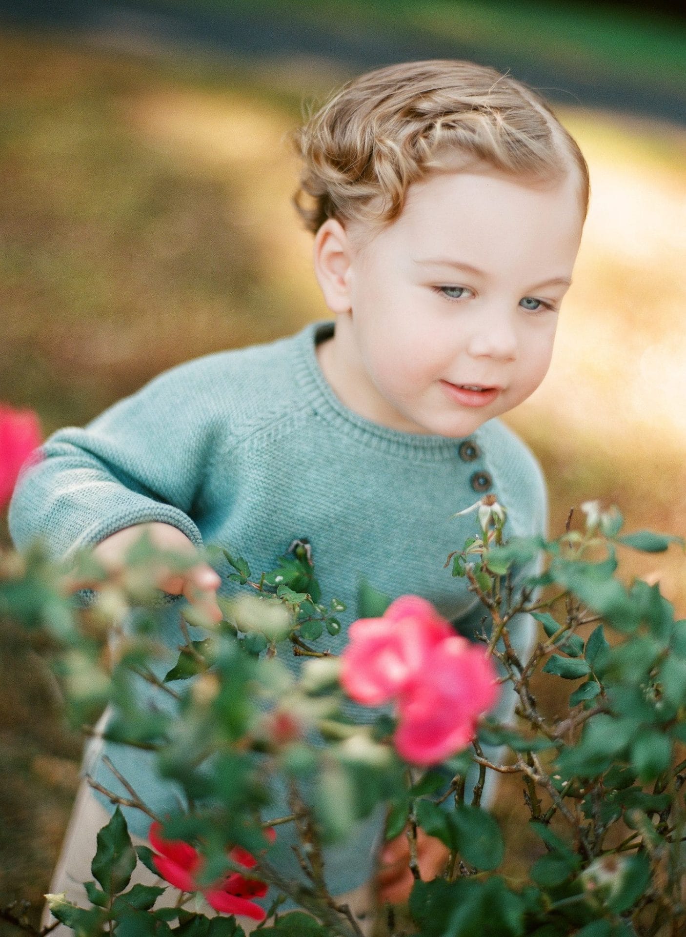 A small boy reaching into a rose bush still blooming in October at Laurel Acres Park in Mount Laurel, New Jersey