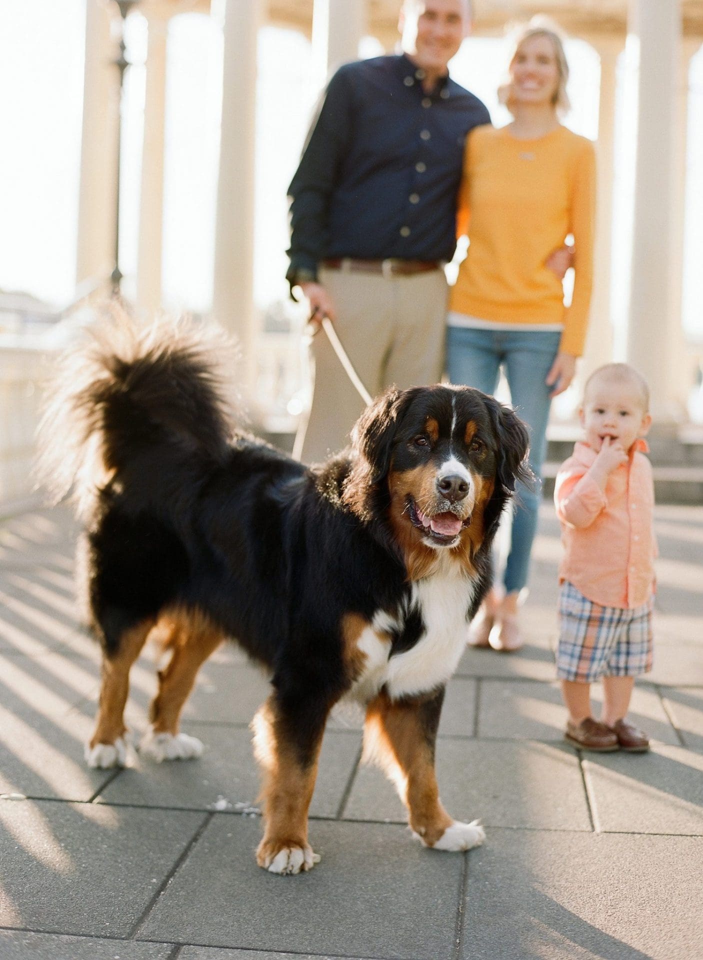 A Bernese Mountain Dog walking toward the camera on the promenade at the Fairmount Water Works in Philadelphia